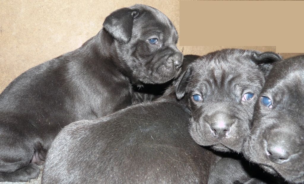 chiot Cane Corso Sandy Thioliere