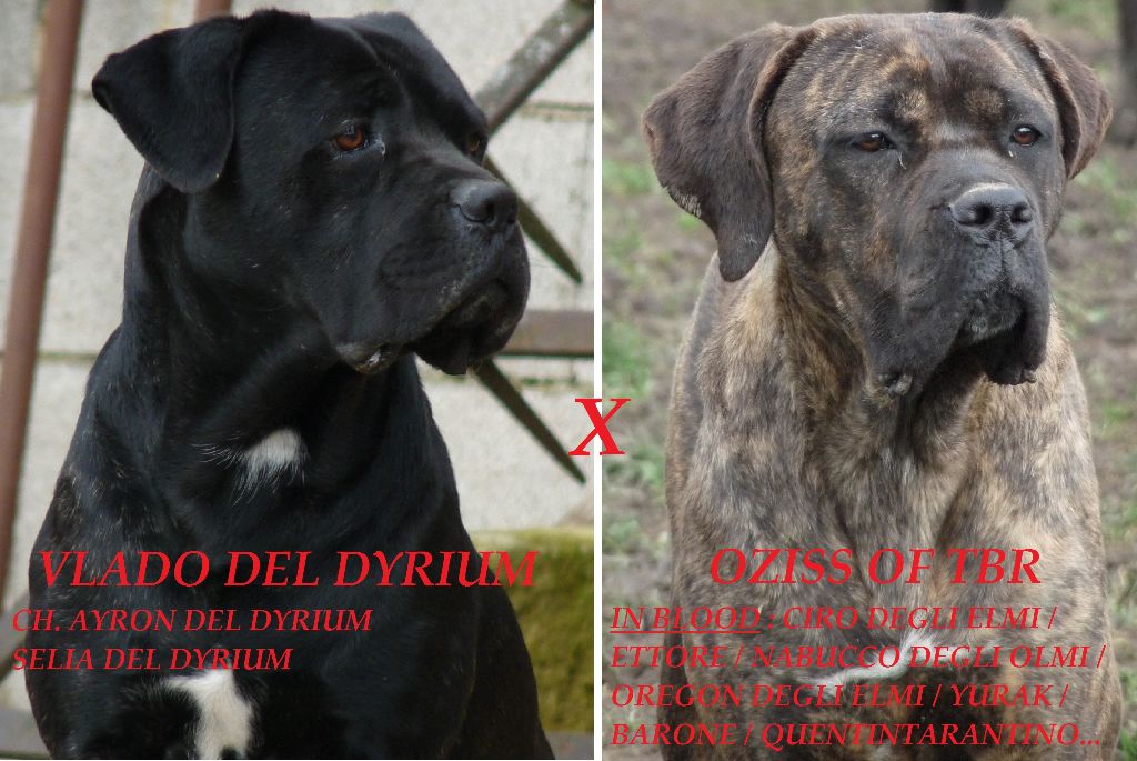 chiot Cane Corso Sandy Thioliere