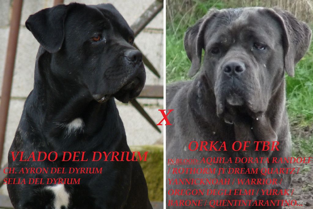 Sandy Thioliere - Cane Corso - Portée née le 14/10/2020