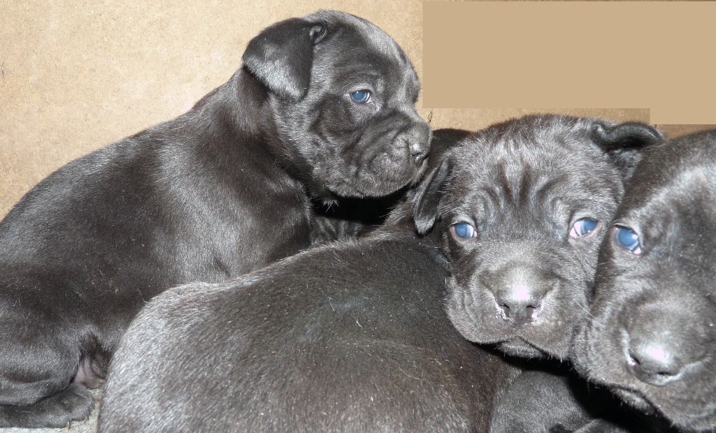 Sandy Thioliere - Cane Corso - Portée née le 07/02/2020