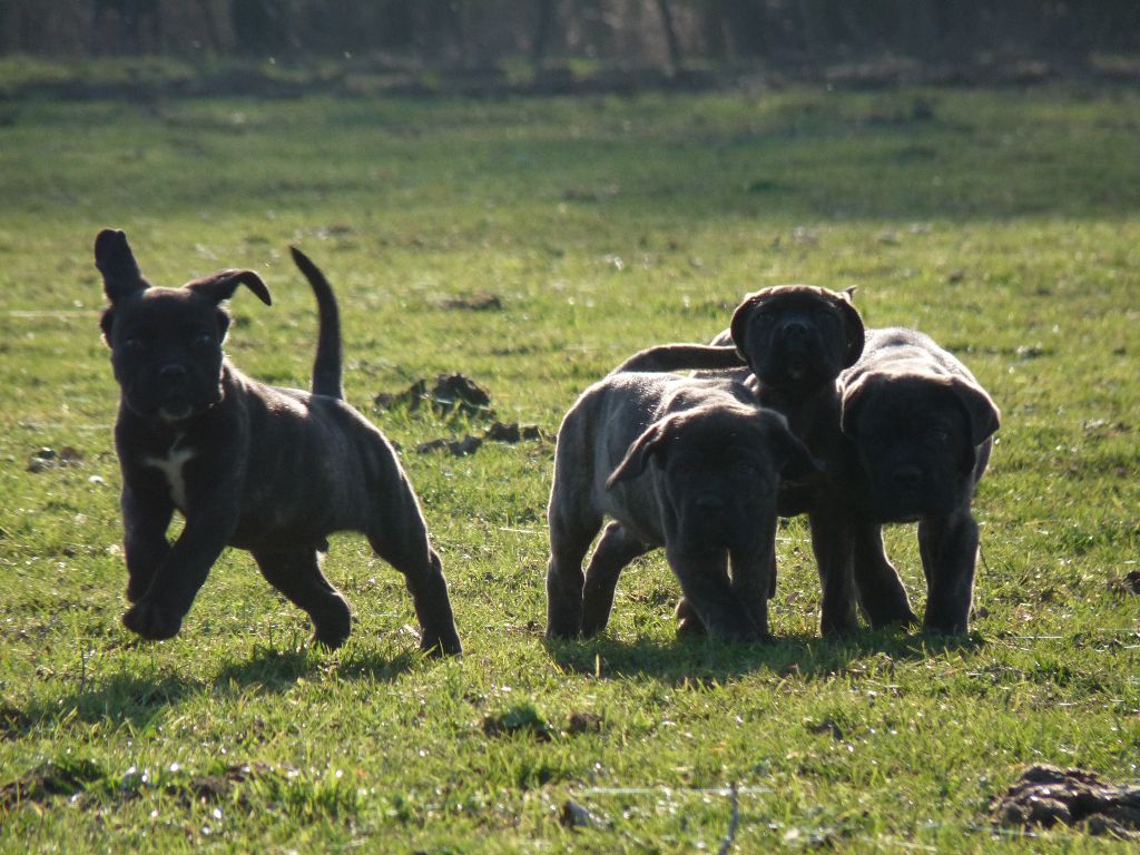 Sandy Thioliere - Cane Corso - Portée née le 29/11/2018