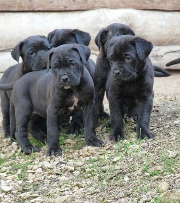 Sandy Thioliere - Cane Corso - Portée née le 24/03/2017