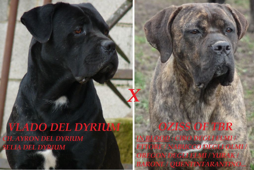 Sandy Thioliere - Cane Corso - Portée née le 10/10/2020