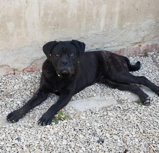 Sandy Thioliere - Chiots disponibles - Cane Corso