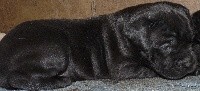 CHIOT