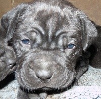 CHIOT
