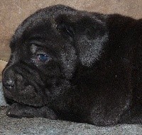 CHIOT