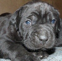 CHIOT