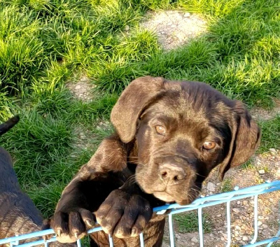 CHIOT