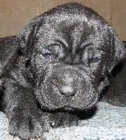 CHIOT