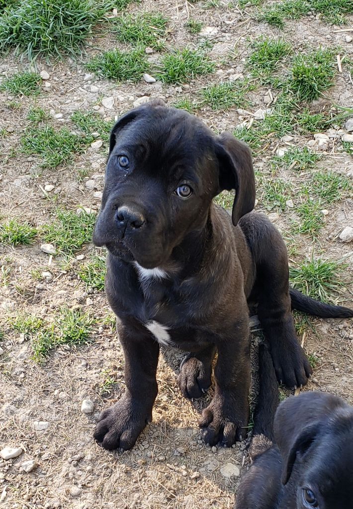 Chiot Cane Corso Sandy Thioliere