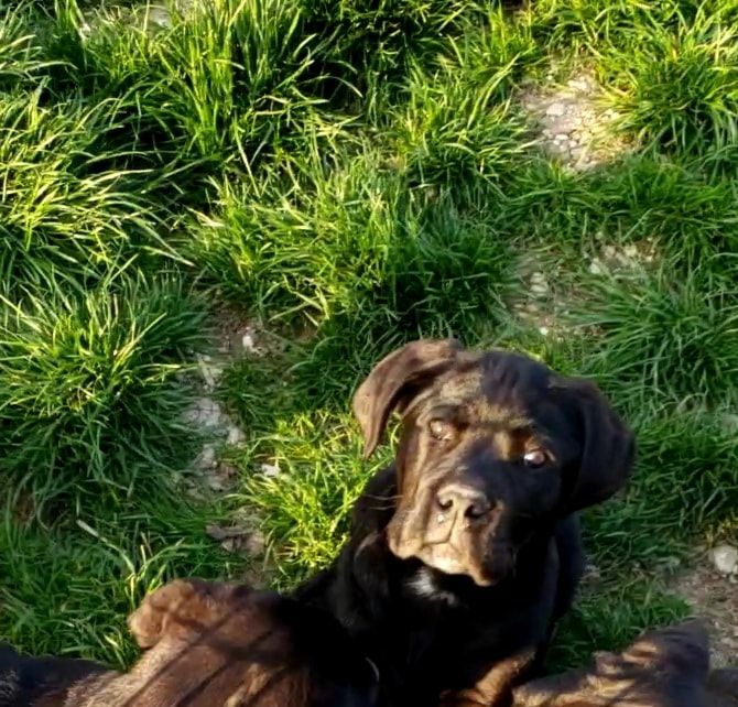 Sandy Thioliere - Chiots disponibles - Cane Corso